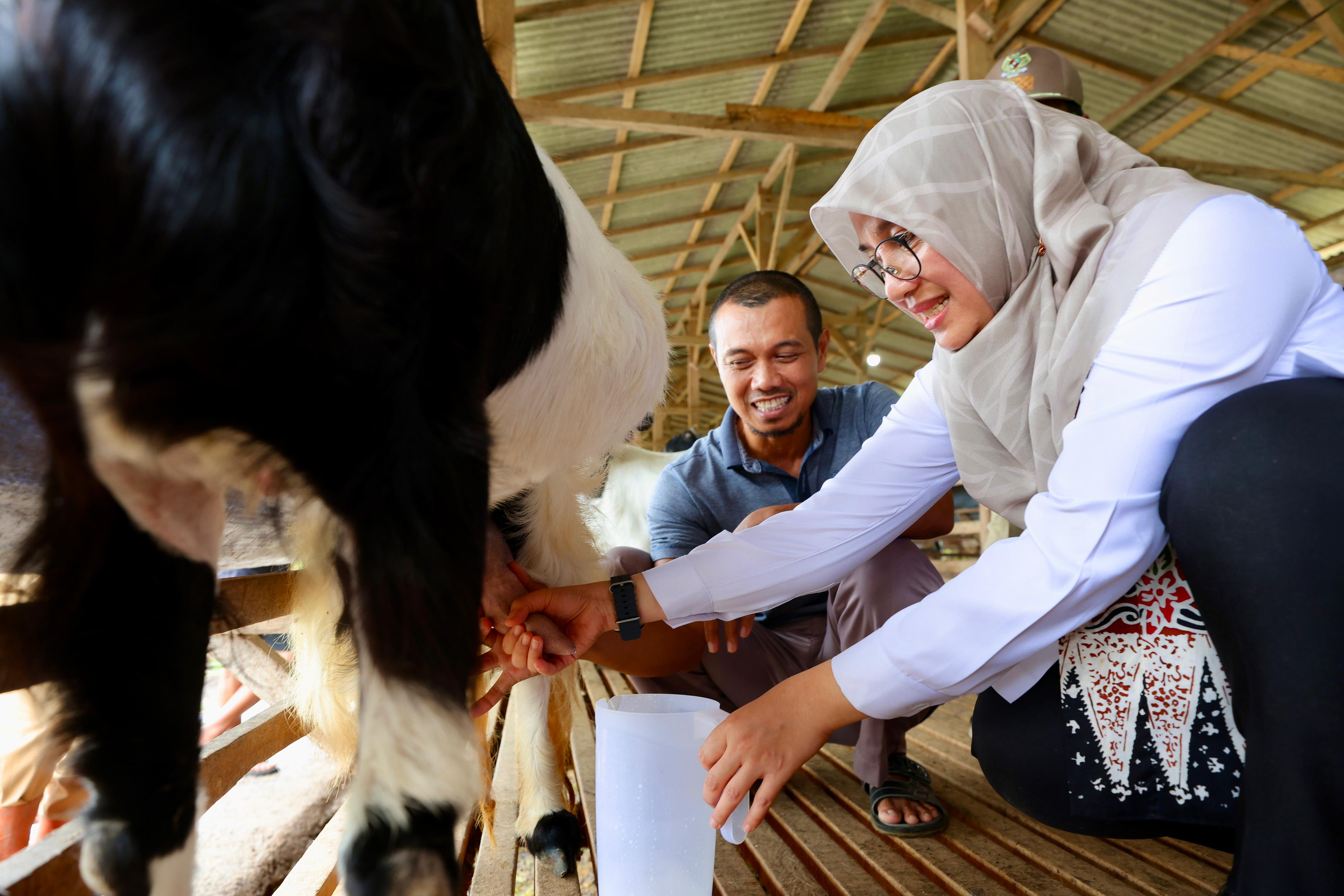 Mantan TKI Banyuwangi, Kini Sukses dengan Usaha Susu Kambing Perah