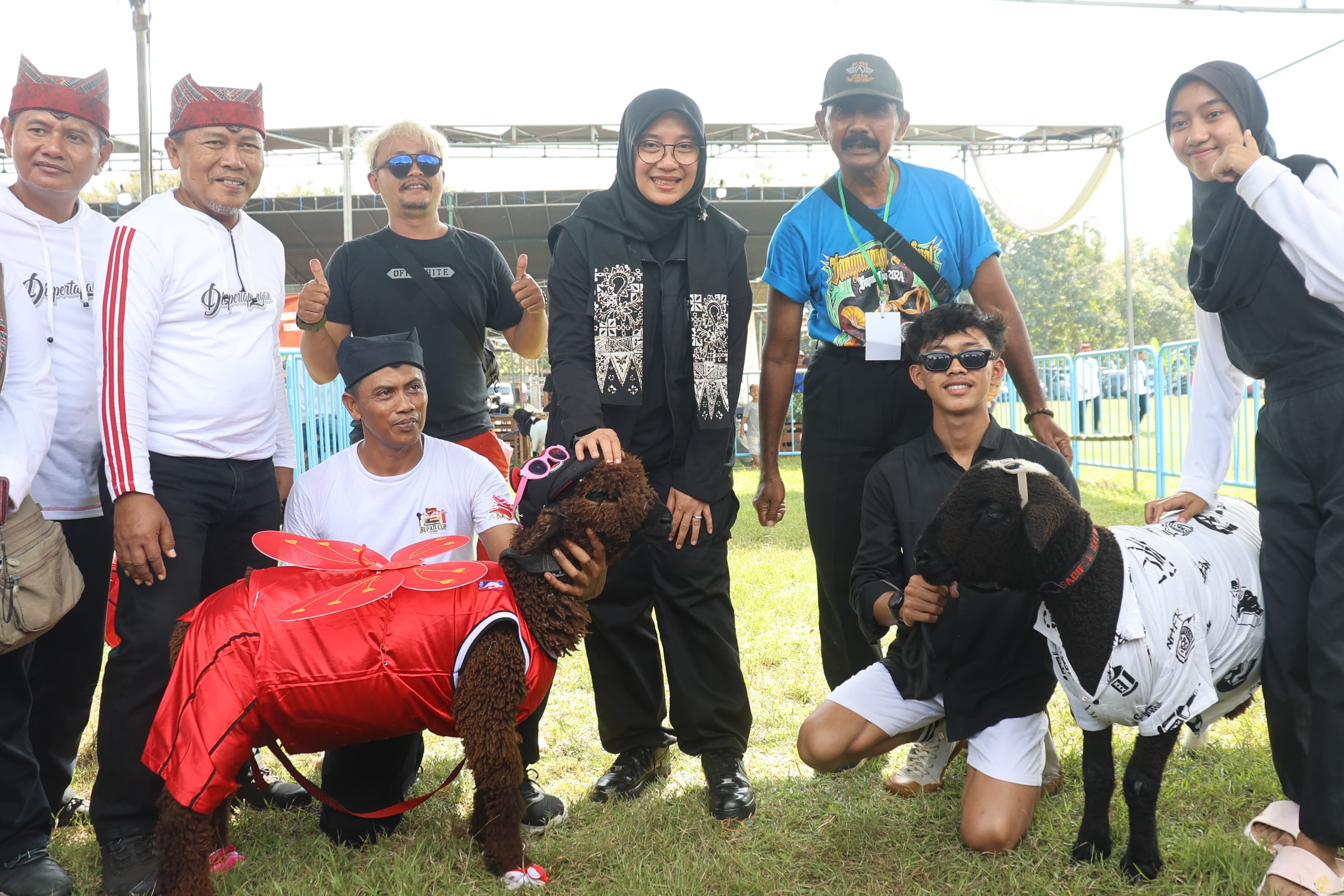 Ratusan Domba dan Kambing Peternak Jatim Ikut Kontes Perebutkan Piala Bupati Banyuwangi