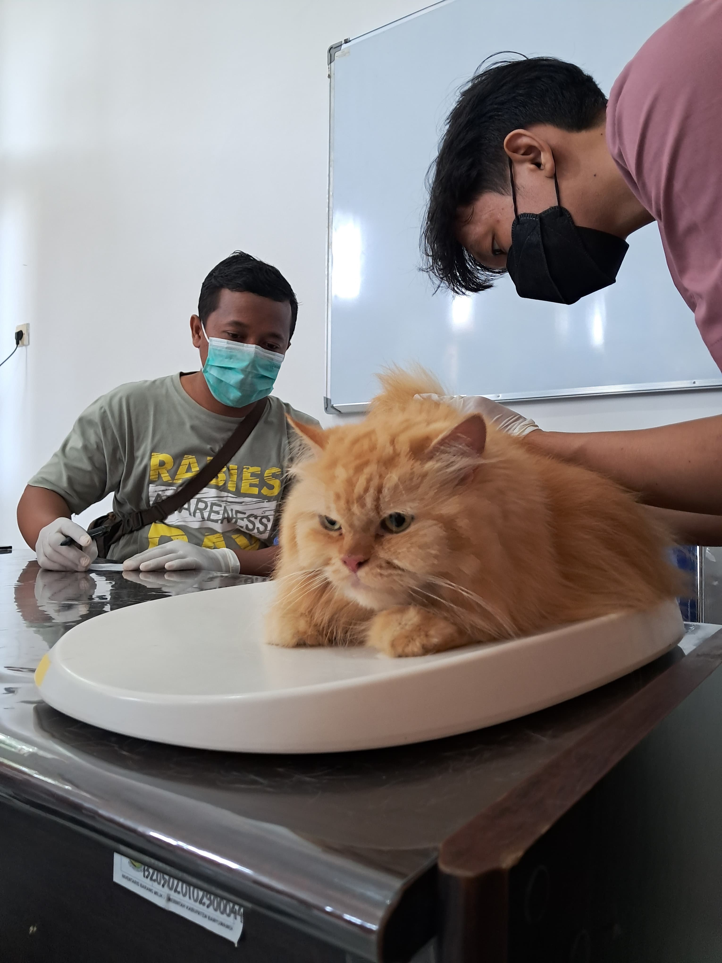 Pertahankan Kasus Rabies Zero, Banyuwangi Rutin Gelar Vaksinasi Rabies