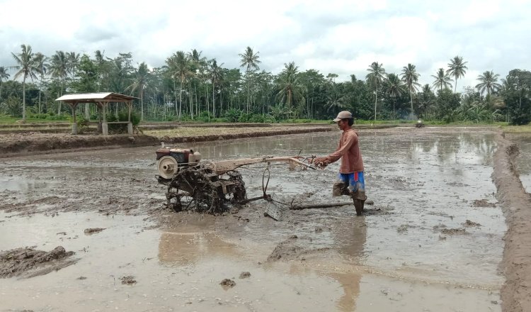 Jumlah Alokasi Pupuk Subsidi Tahun 2023 di Banyuwangi Anjlok, Ini Penyebabnya!