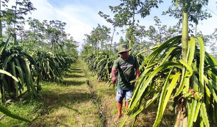 Petani Buah Naga di Banyuwangi Minta Kepastian Stabilitas Harga