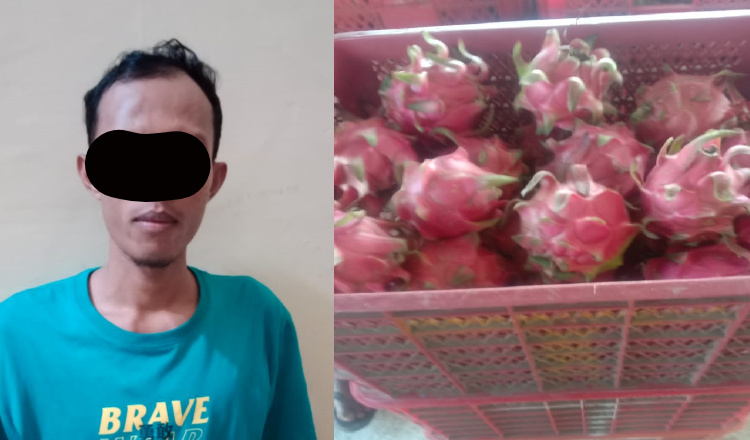 Memanen Buah Naga Orang, Pria di Banyuwangi Diamankan Polisi