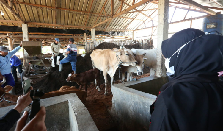 Berkat Pupuk Organik, Pendapatan Petani di Banyuwangi Kian Meningkat