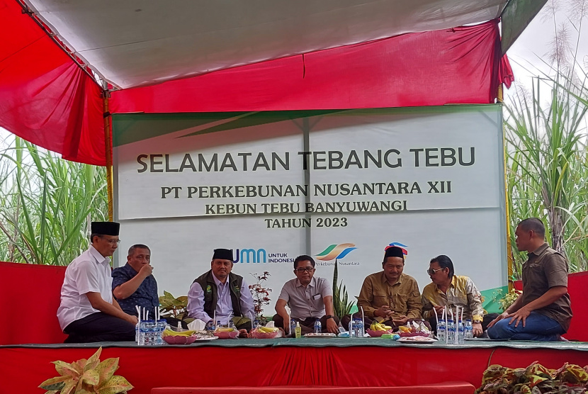 PTPN XII Kebun Kalitelepak Tebang Tebu Perdana 