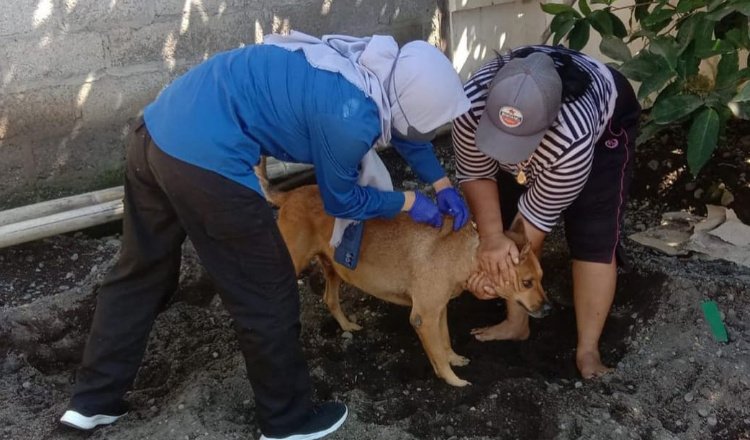 Vaksin Rabies Digalakkan di Banyuwangi